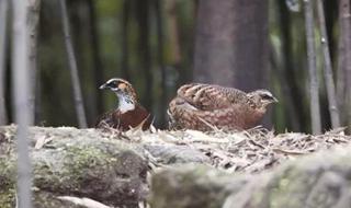 野生大熊猫分布 野生大熊猫分布